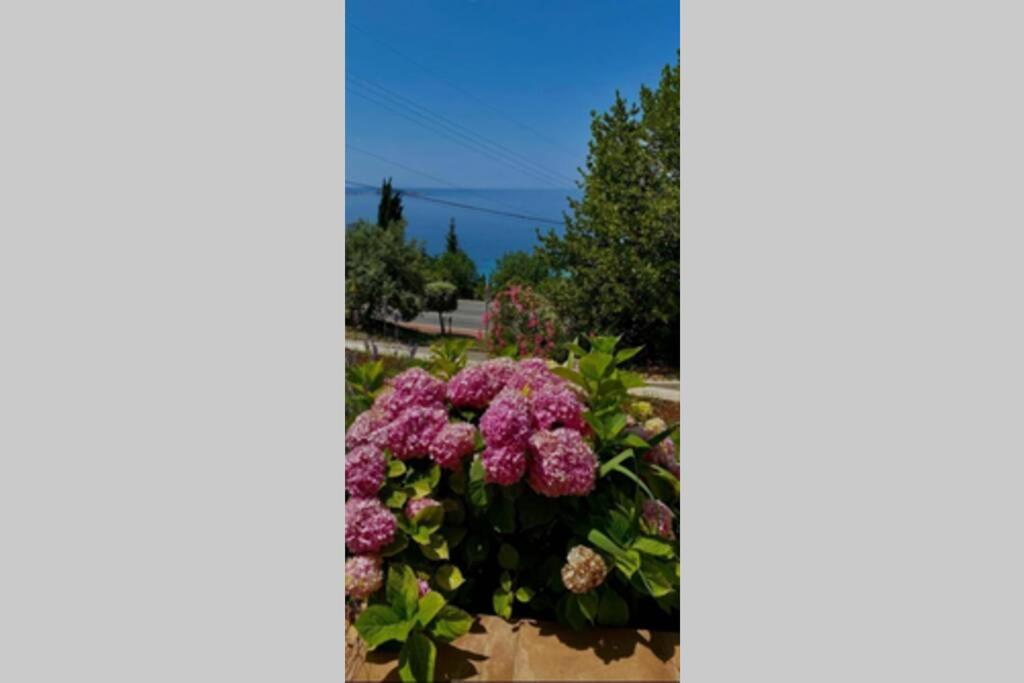 Villa Pergola -Apartment Roko Млини Екстер'єр фото